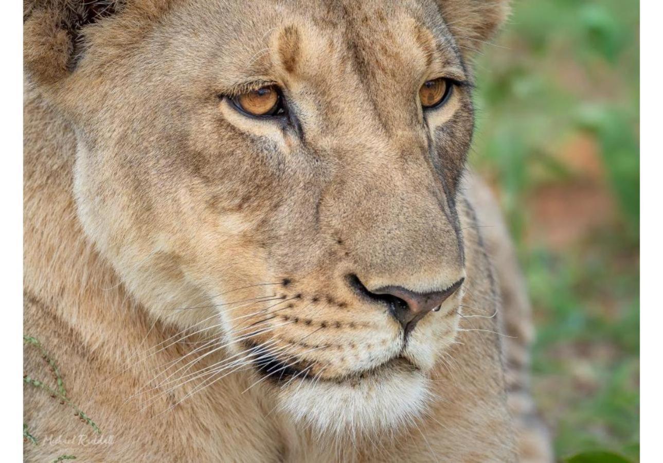 Ndlovu Safari Lodge Vaalwater Exteriér fotografie